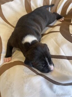 Prodej štěňat pitbull