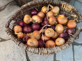 Domaci cibule,jako prebytek z pole,,bez chemie