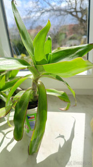 léčivá KALÍSIE vonná - - viz text a foto