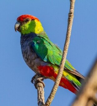 PAPOUŠEK ČAPKOVÝ 1:0