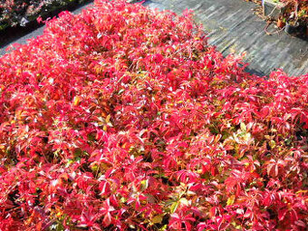 Psí víno ovíjivé 5ti-prsté ze sadbovače- zašlu min.10ks