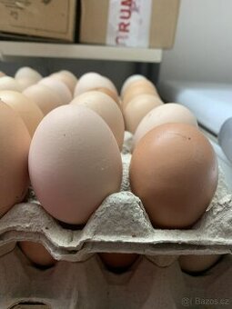 Domácí vejce