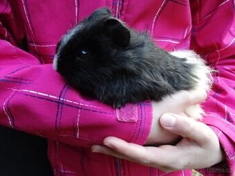 Mladý sameček, morčátko na mazlíka