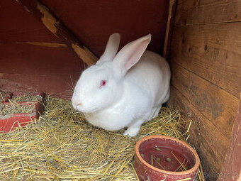 Prodám samici HYLA F1 r.2025