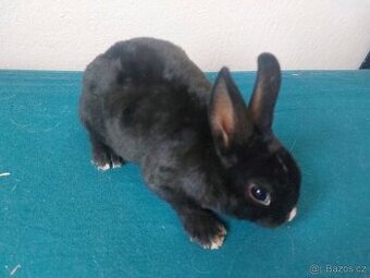 Zakrslý králík rex černý