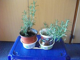 Malé pokojové květiny