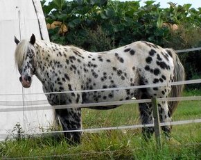 Appaloosa hřebec - připouštění