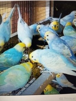 koupím andulky duhové