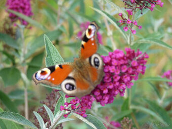 Motýlí keř (jinak i BUDDLEA, KOMULE Davidova) - viz text