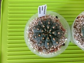 Kaktusy gymnocalycium