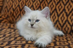 Sibiřská kočka - kočička něvská maškaráda s PP