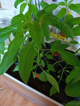 Chilli papričky