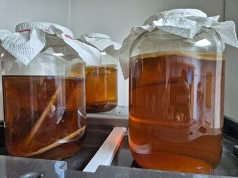 Kombucha
