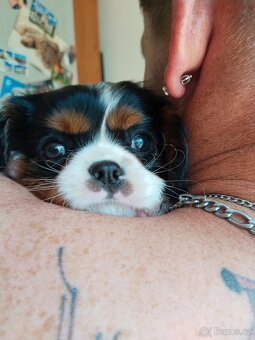 Kavalír King Charles