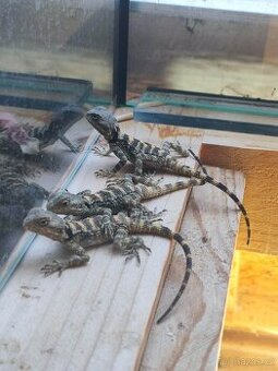 Agama hardún (Laudakia stellio)
