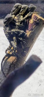 Agama hardún (Laudakia stellio) - odrostlá mláďata