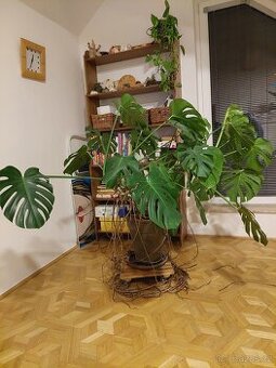 Filodendron