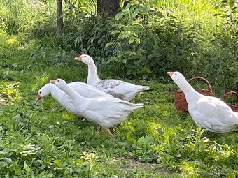 Prodám ověřeného , chovného a mladého housera