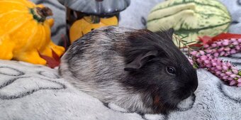 Morče, morčátko (Teplicko, Praha či přepravce)