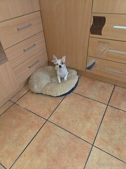 ČIVAVA KRÁTKOSRSTÁ slečna