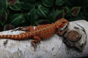 Agama vousatá - Coral