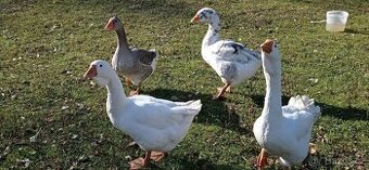 Cholmogor, cholmogor x landeska