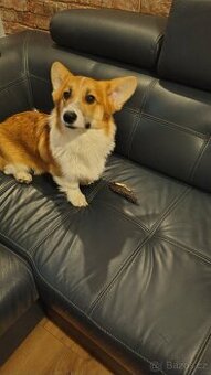 Welsh Corgi Pembroke