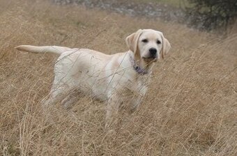 Labrador retriever s PP