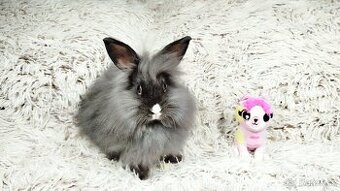 Zakrslý králík, králíček - HOLLY