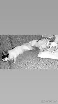 Daruji do dobrých rukou