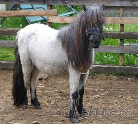 Prodej klisny Shetland pony