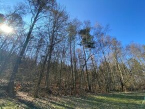 Lesní pozemek Borovnička