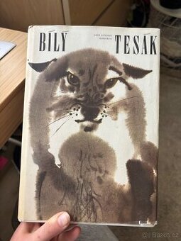 Bílý tesák