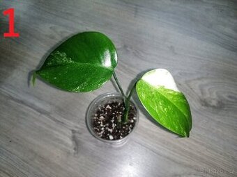 1.Monstera Deliciosa Albo variegata - Vrchol