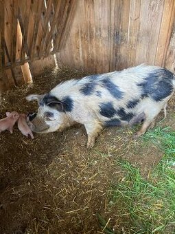 Kune Kune