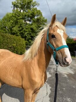 pony valach