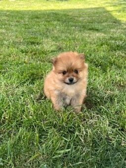 Pomeranian boo