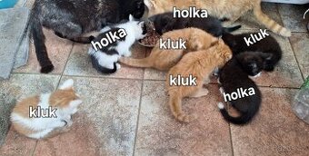 Darujeme koťátka – 4 kocourci a 3 kočičky