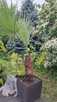 Palma Washingtonia