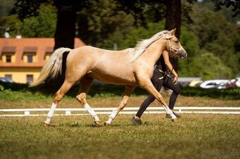 Prodám klisnu welsh pony, sekce B.