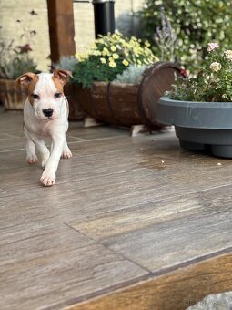 Americký stafordšírský teriér