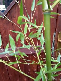 Mrazuvzdorný bambus