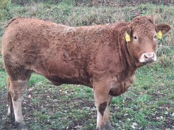 prodám jalovice limousin