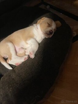 Štěňata kříženci