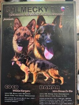 Šteniatka Nemecky ovciak