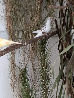 Holoubek diamantový straka