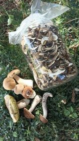 Houby hřibovité hřib pravý kozák křemenáč slaďák