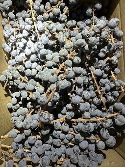 Palmové semená - Trachycarpus fortunei