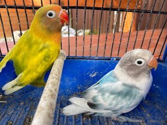 Agapornis Škraboškový