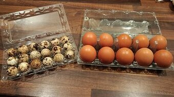 Domácí křepelčí vejce